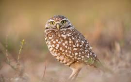 Image of an owl