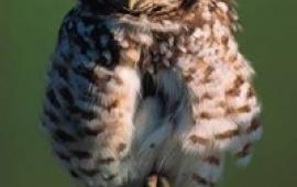 Burrowing Owl Perched on Stick