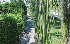 Sidewalk with trees and bushes