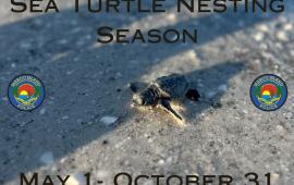 turtle season