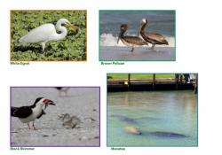 White Egret, Brown Pelican, Black Skimmer, Manatee