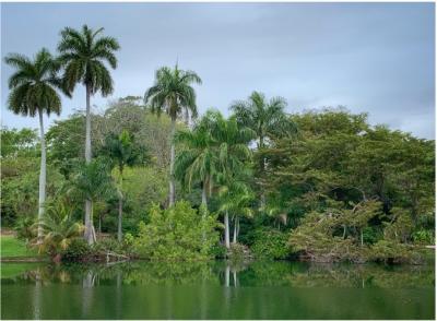Image of Palm trees and Canal