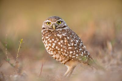 Image of an owl