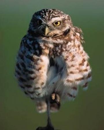 Burrowing Owl Perched on Stick